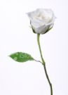 white rose